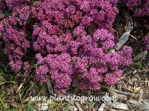 SunSparkler Cherry Tart Sedum
(early October)